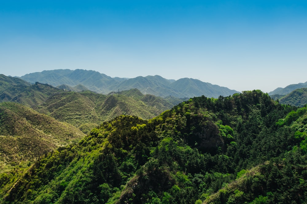 vista a volo d'uccello della foresta