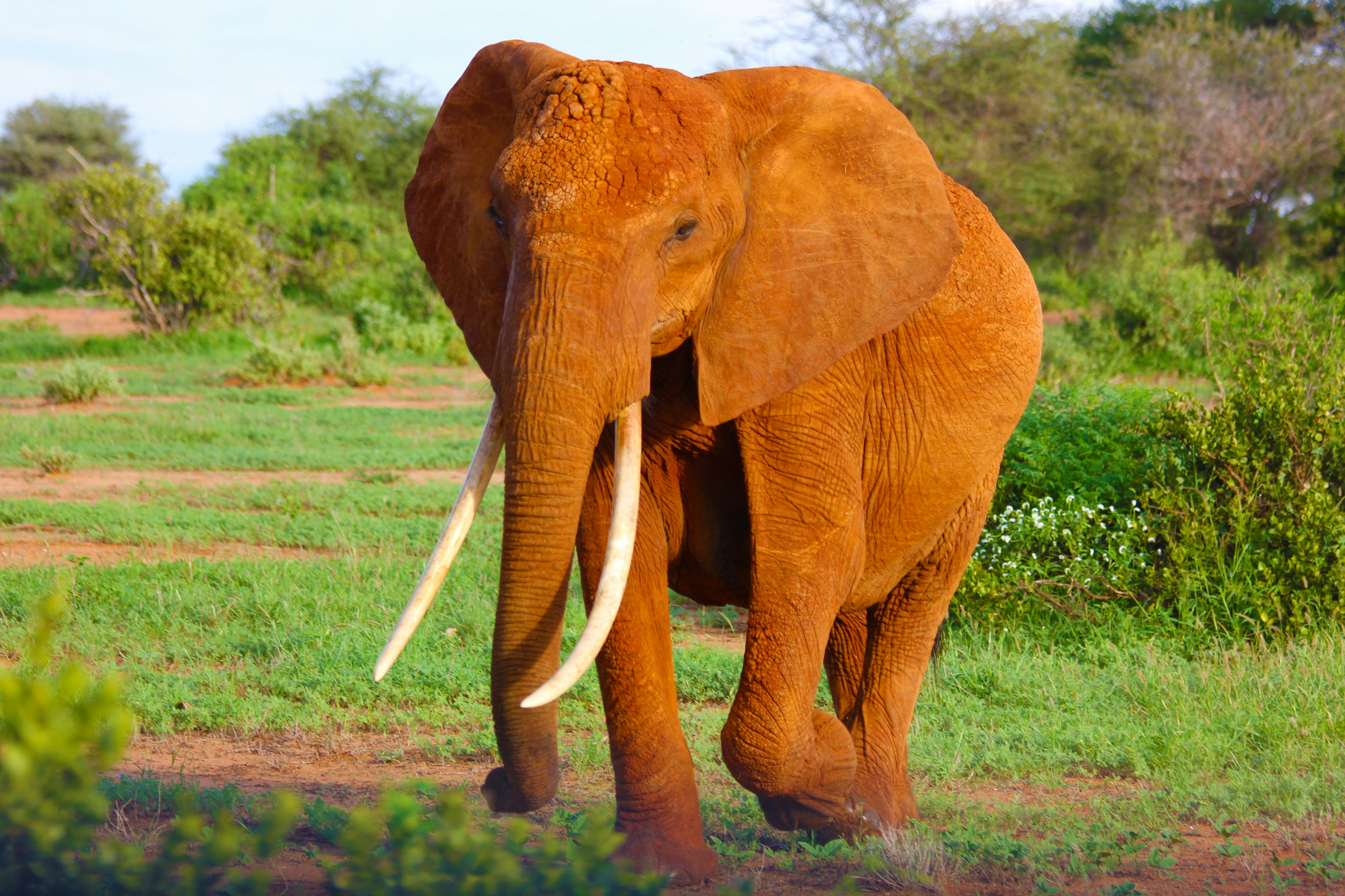 brown elephant on grass field, Elephant walking in the afternoon sun