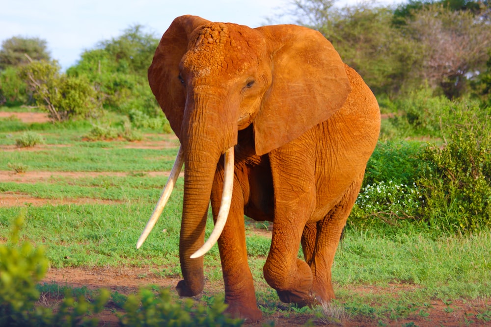éléphant brun sur le champ d’herbe