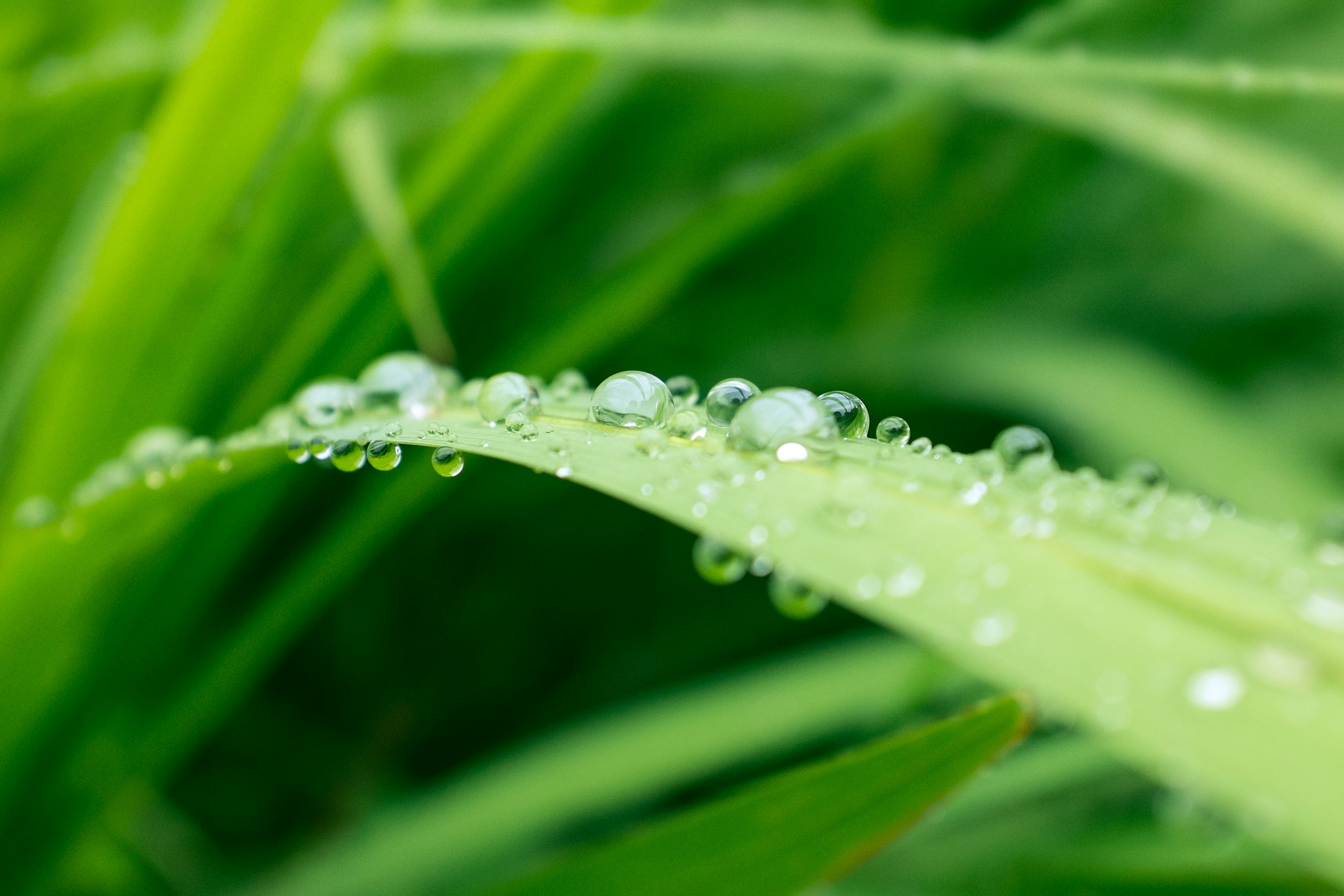 macro shot of water droplets on green grass