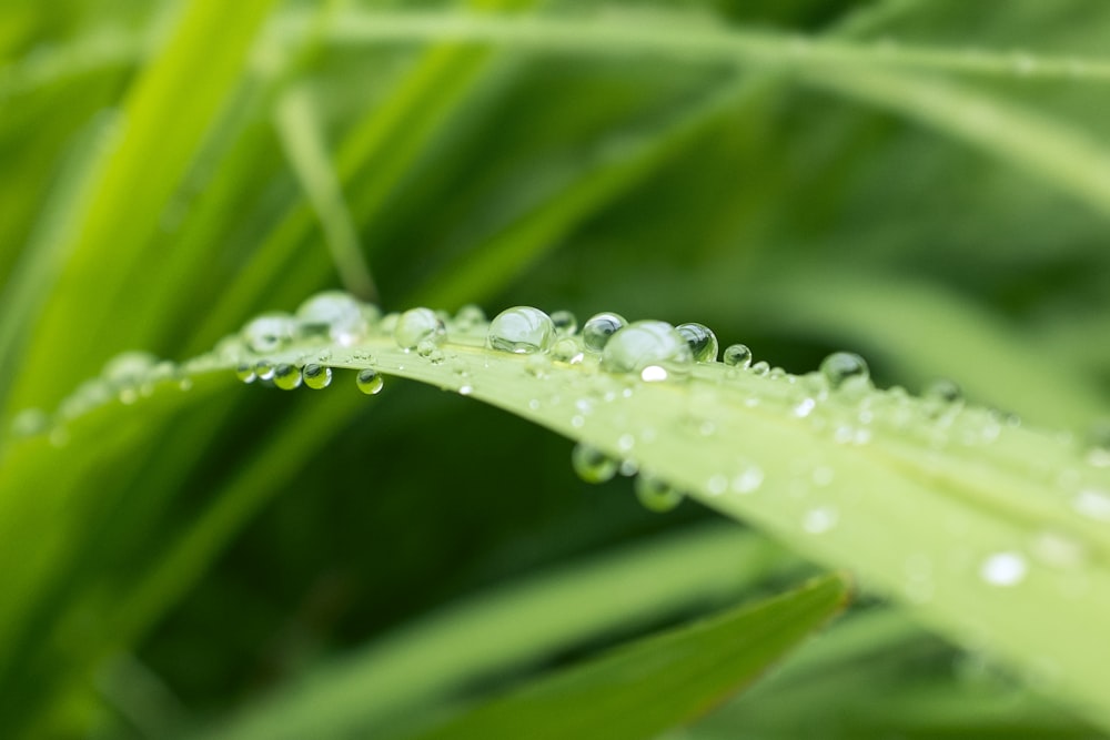 Toma macro de gotas de agua en hierba verde