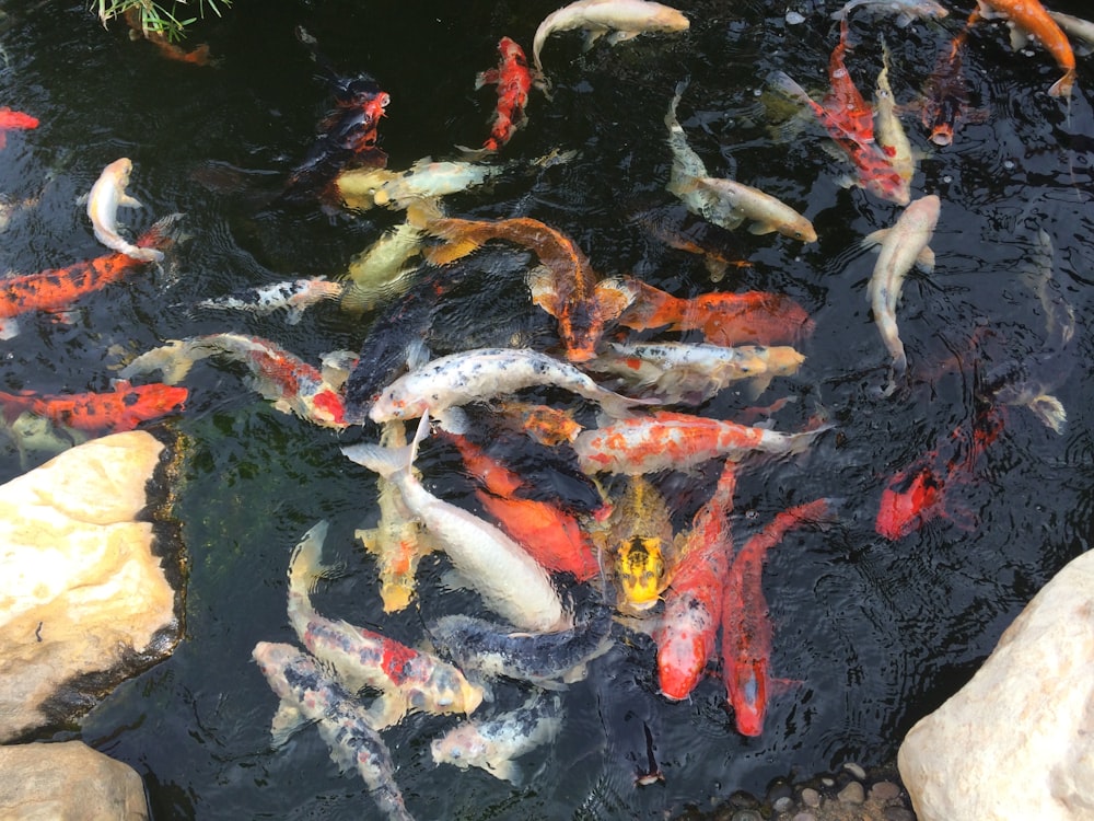 koi fish in body of water