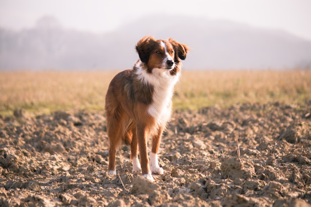 short-coated brown and white dog