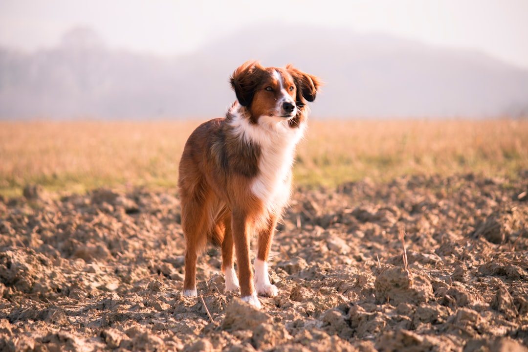 short-coated brown and white dog