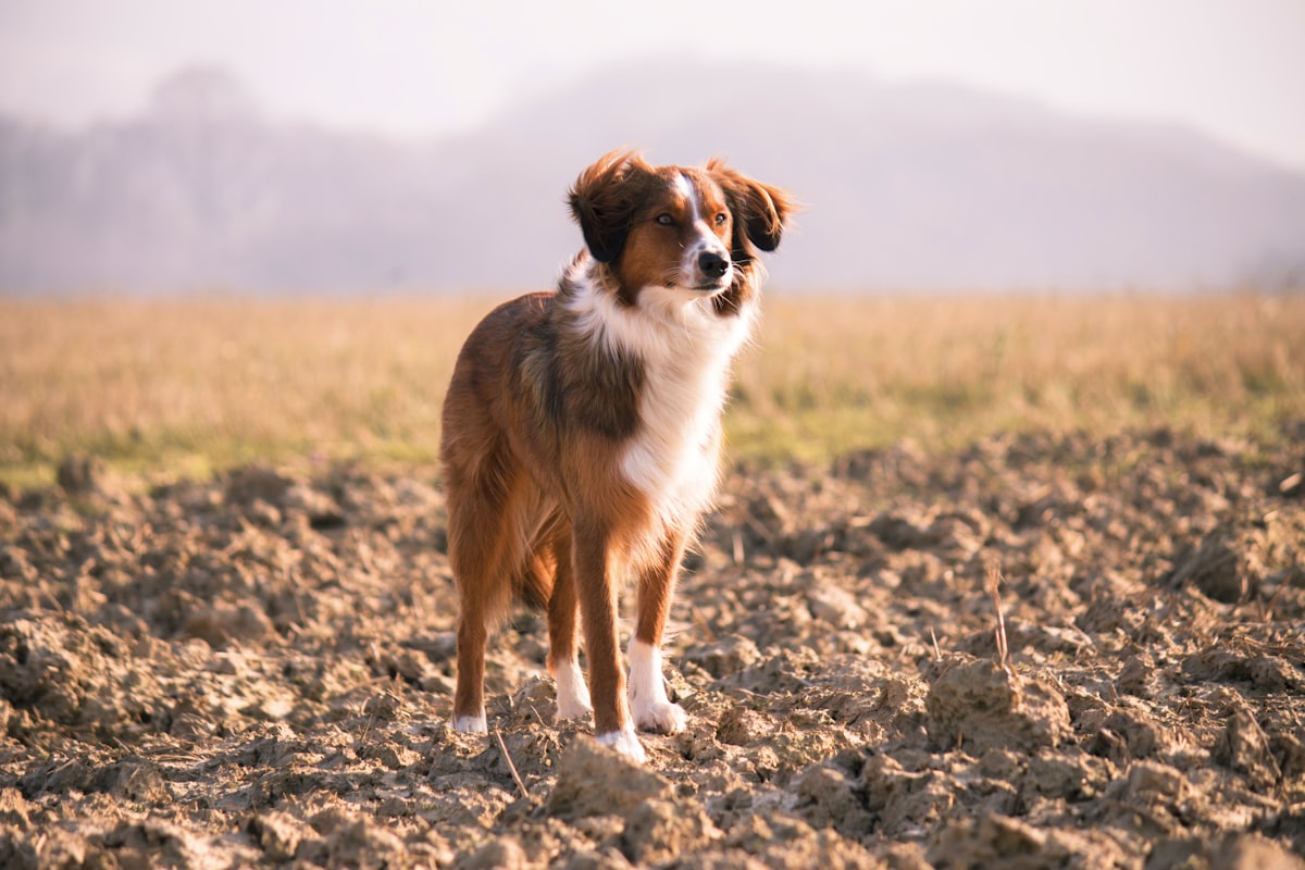 short-coated brown and white dog