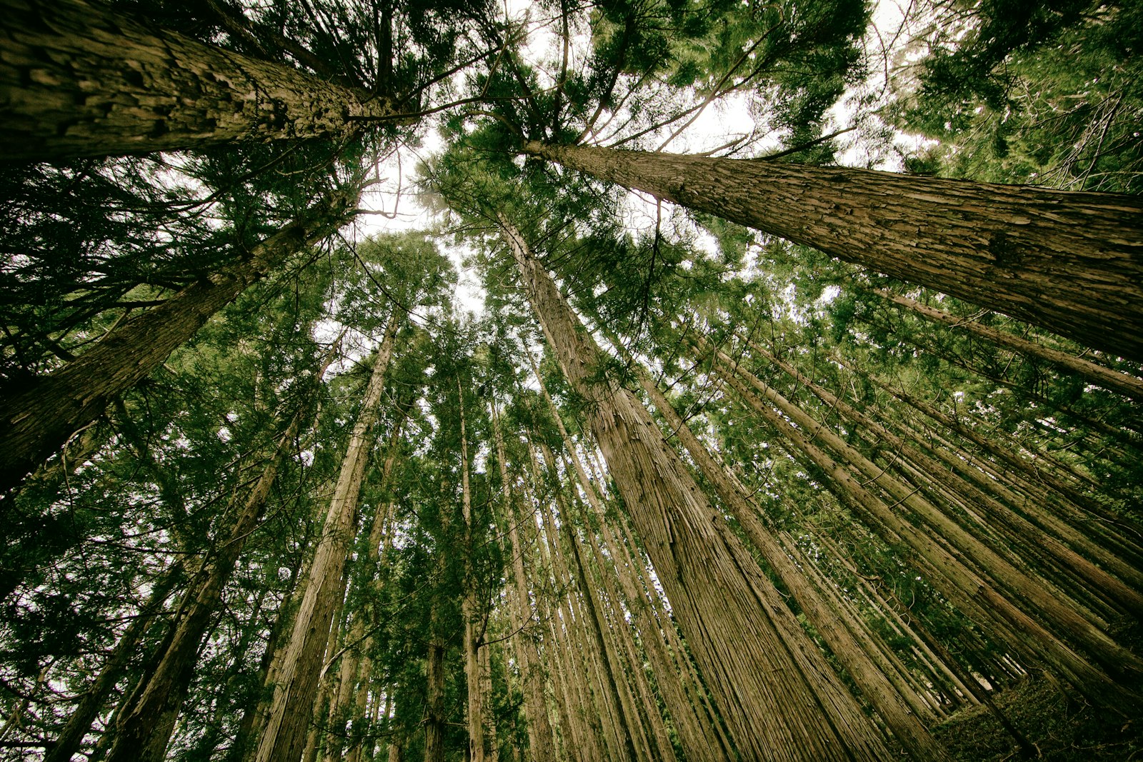 Canon EF 14mm F2.8L II USM sample photo. Brown and green trees photography