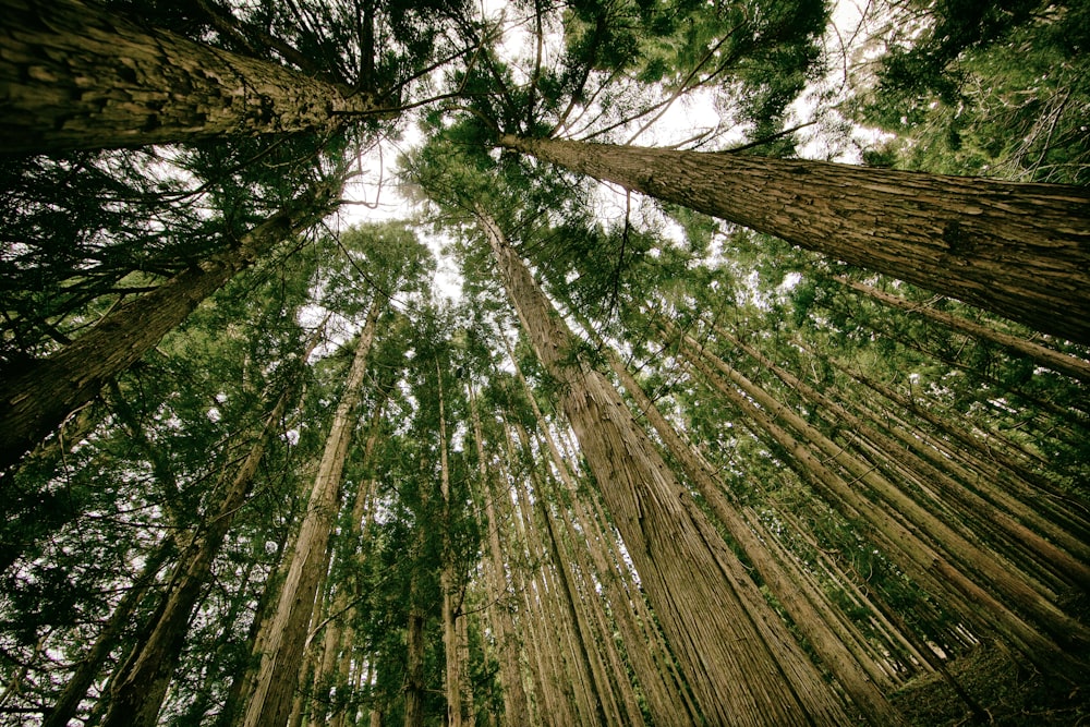 brown and green trees