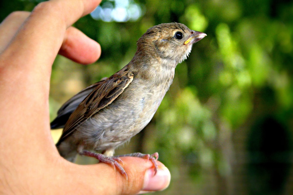 oiseau à bec court sur le pouce de la personne