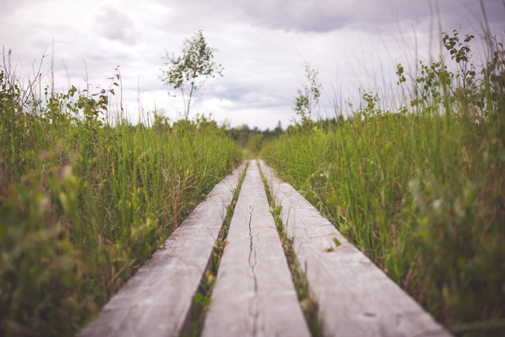 brown wooden frame on green grass during daytime