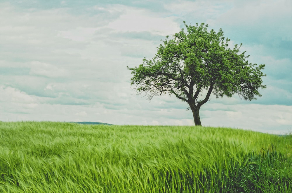 Árbol verde en los pastizales durante el día