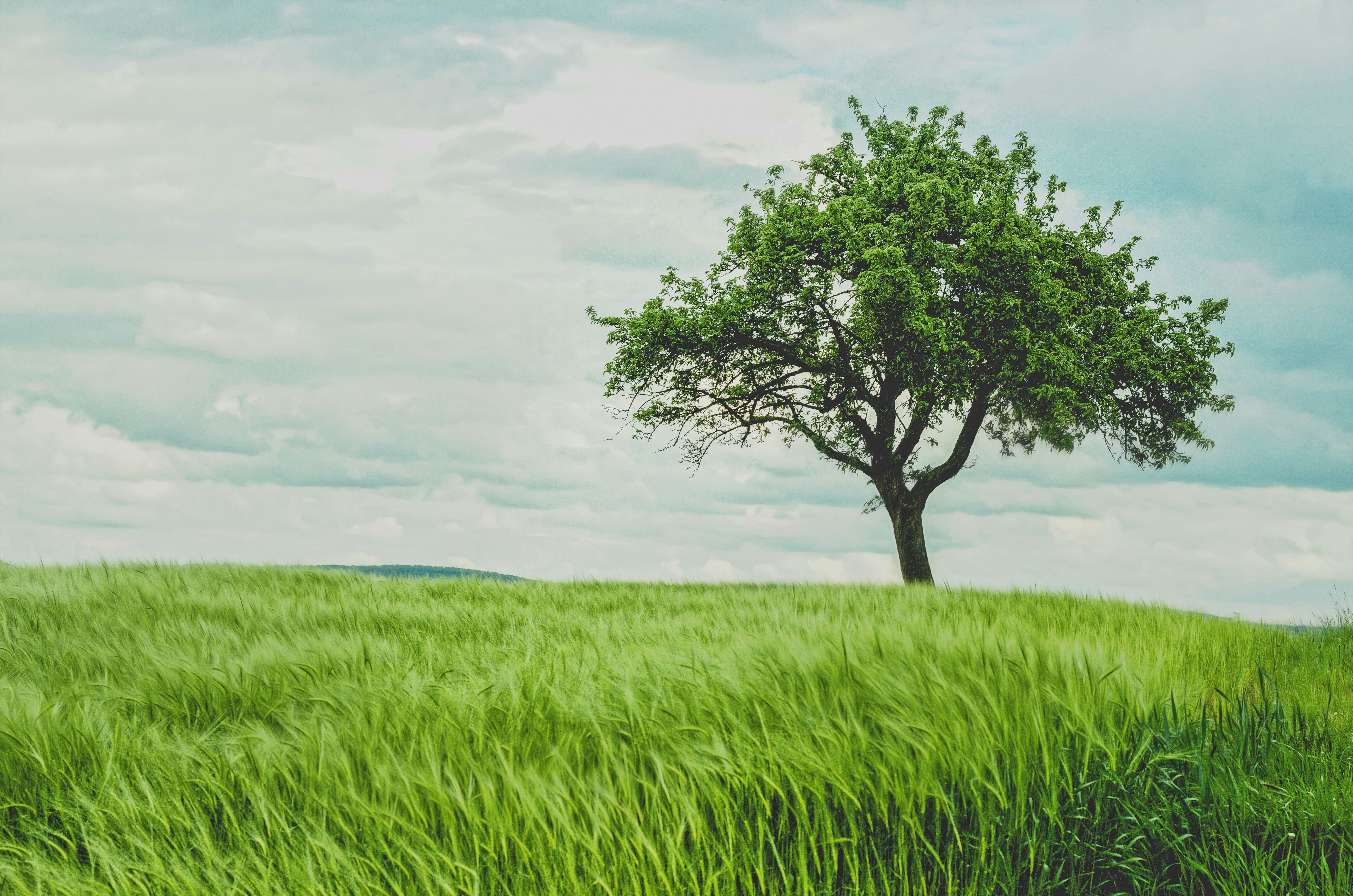 Mastering SPQR Trees in Graph Theory
