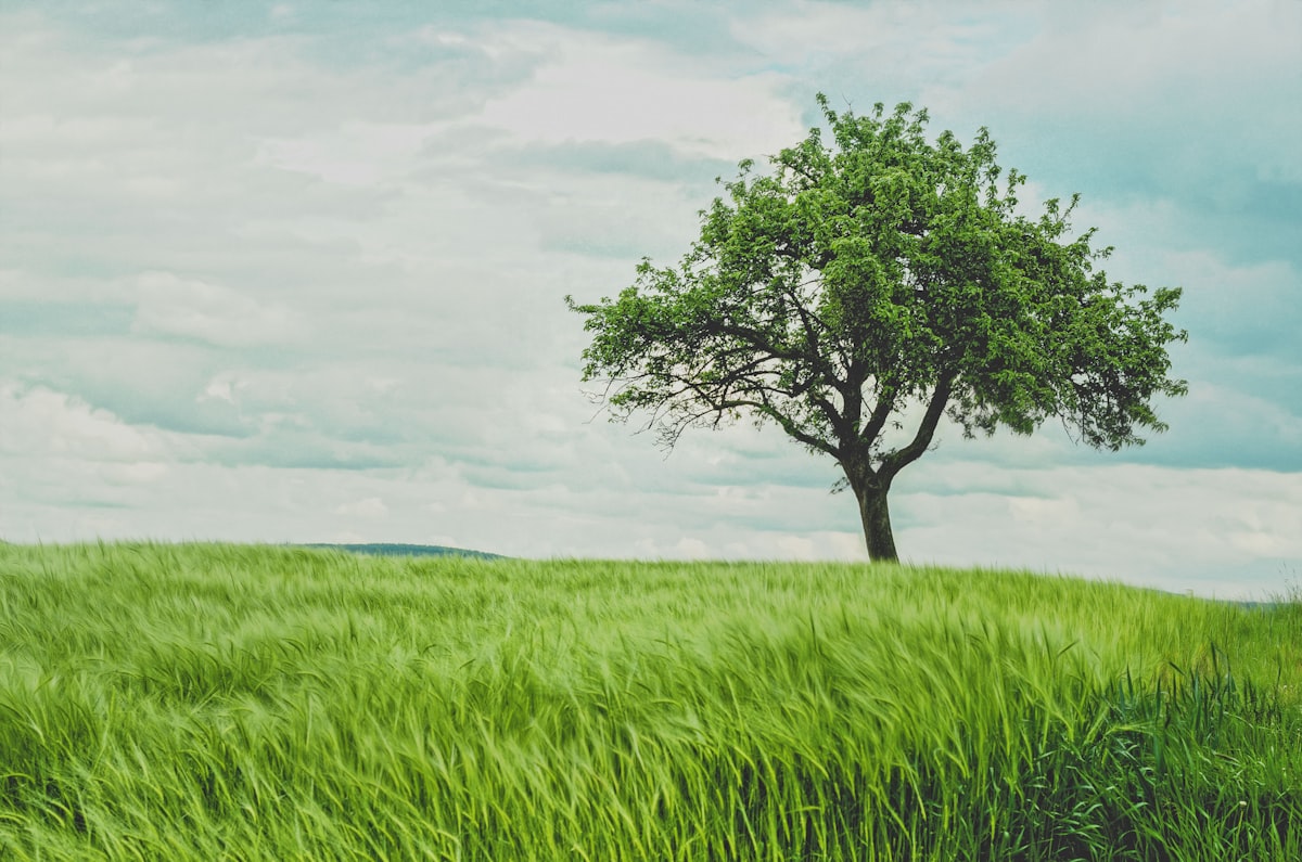 21 quotes about planting a tree