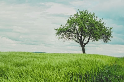 green tree on grassland during daytime christmas tree stand google meet background