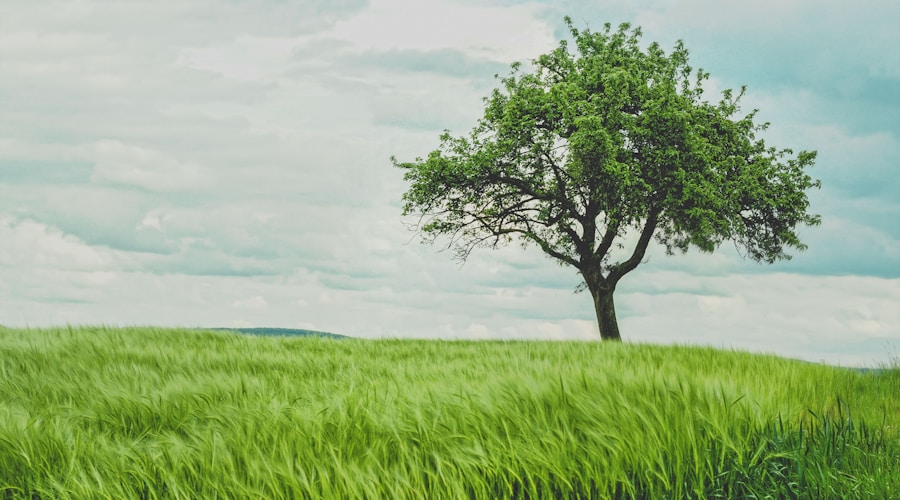 green tree on grassland during daytime