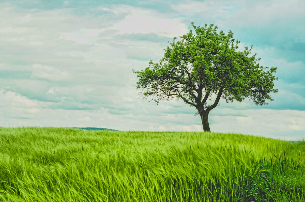 green tree on grassland during daytime