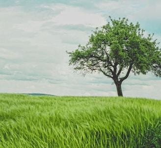 green tree on grassland during daytime