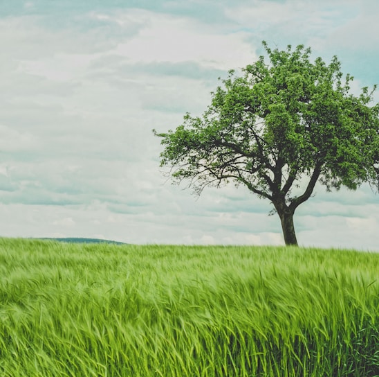 green tree on grassland during daytime