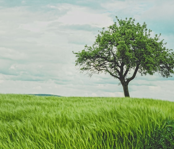green tree on grassland during daytime