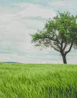 green tree on grassland during daytime