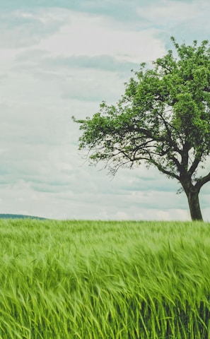 green tree on grassland during daytime