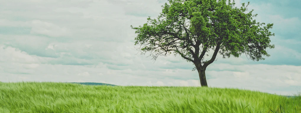 green tree on grassland during daytime
