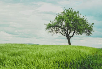 green tree on grassland during daytime