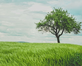 green tree on grassland during daytime