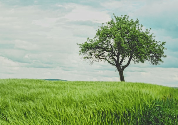 green tree on grassland during daytime