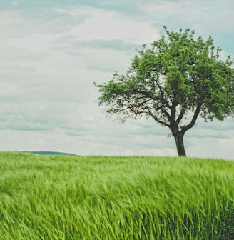 green tree on grassland during daytime