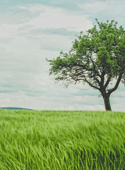 green tree on grassland during daytime