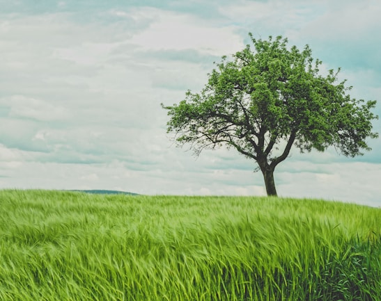 green tree on grassland during daytime