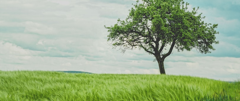 green tree on grassland during daytime