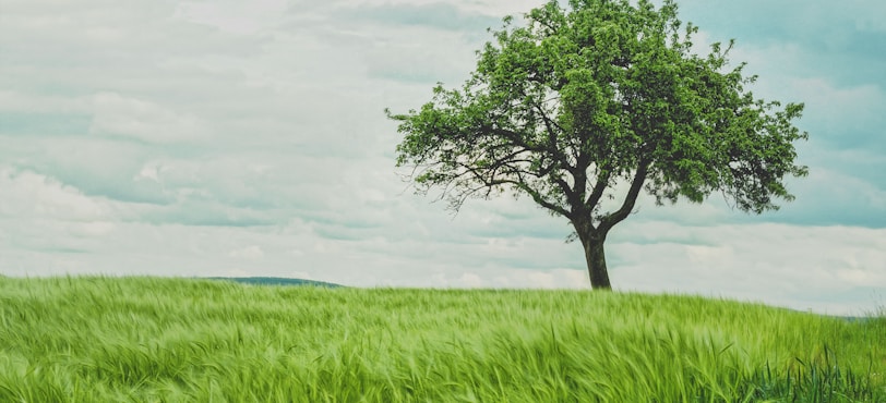 Neem Tree on grassland during daytime