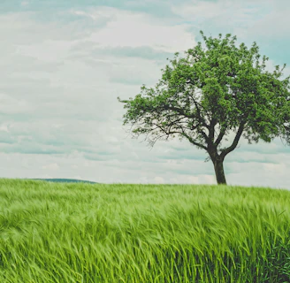 green tree on grassland during daytime