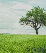 green tree on grassland during daytime