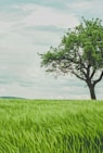 green tree on grassland during daytime