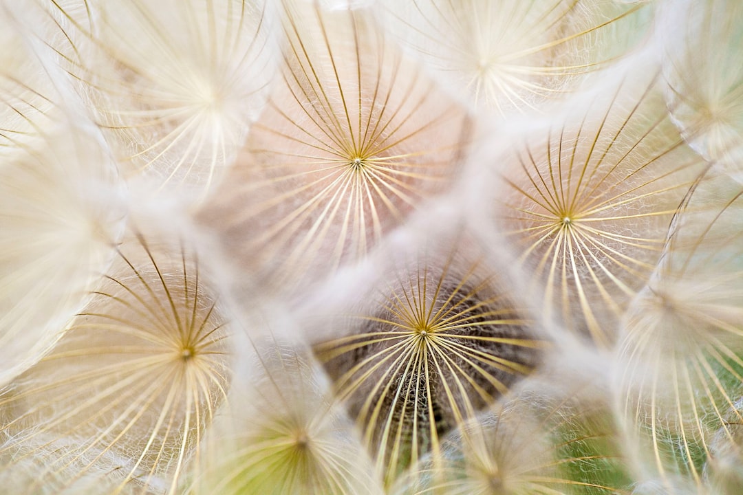 Dandelion umbrellas in macro
