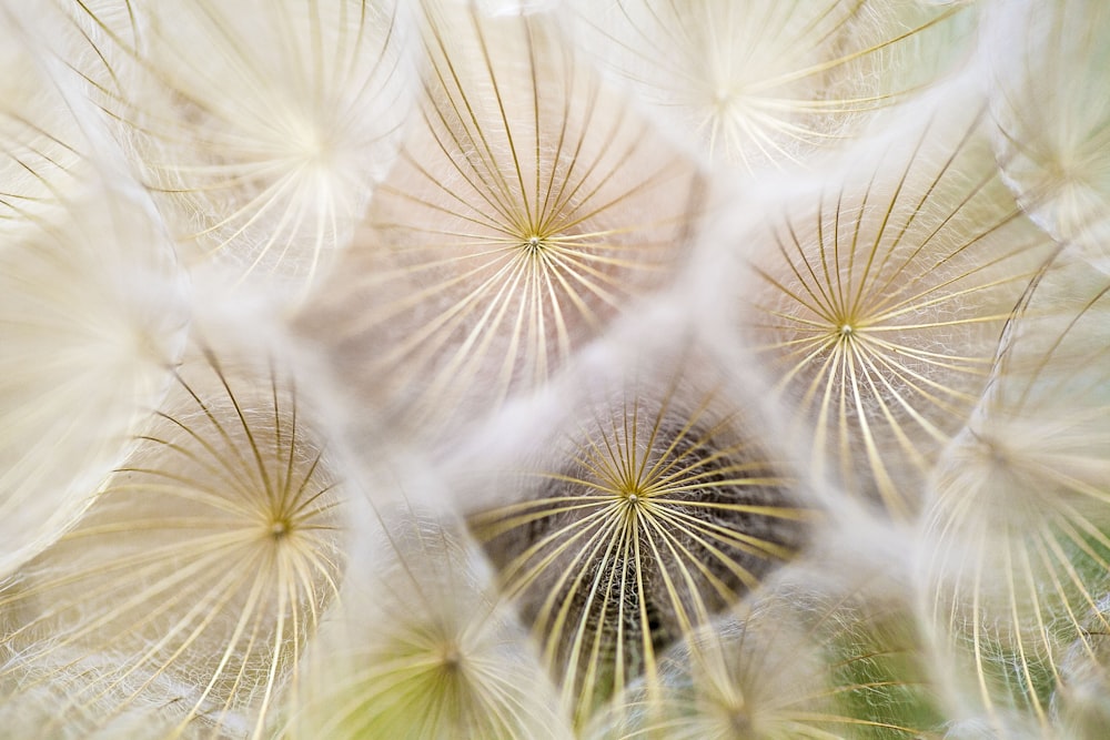 white dandelion flowers