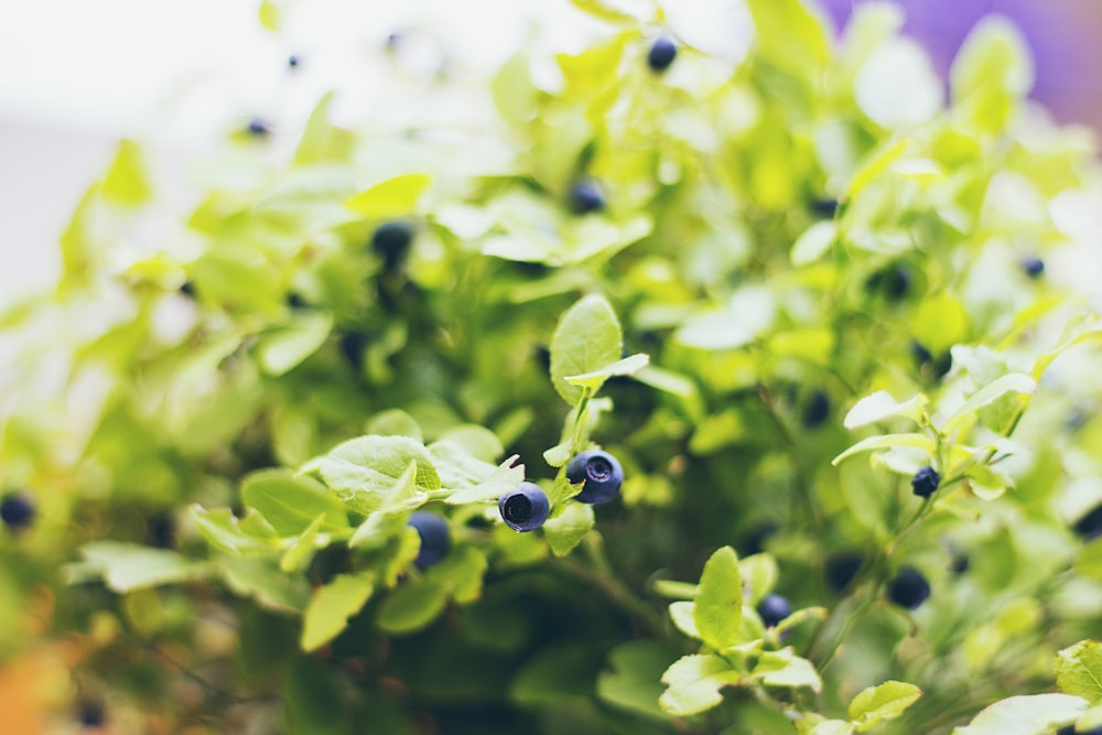 selective focus of blueberry plant