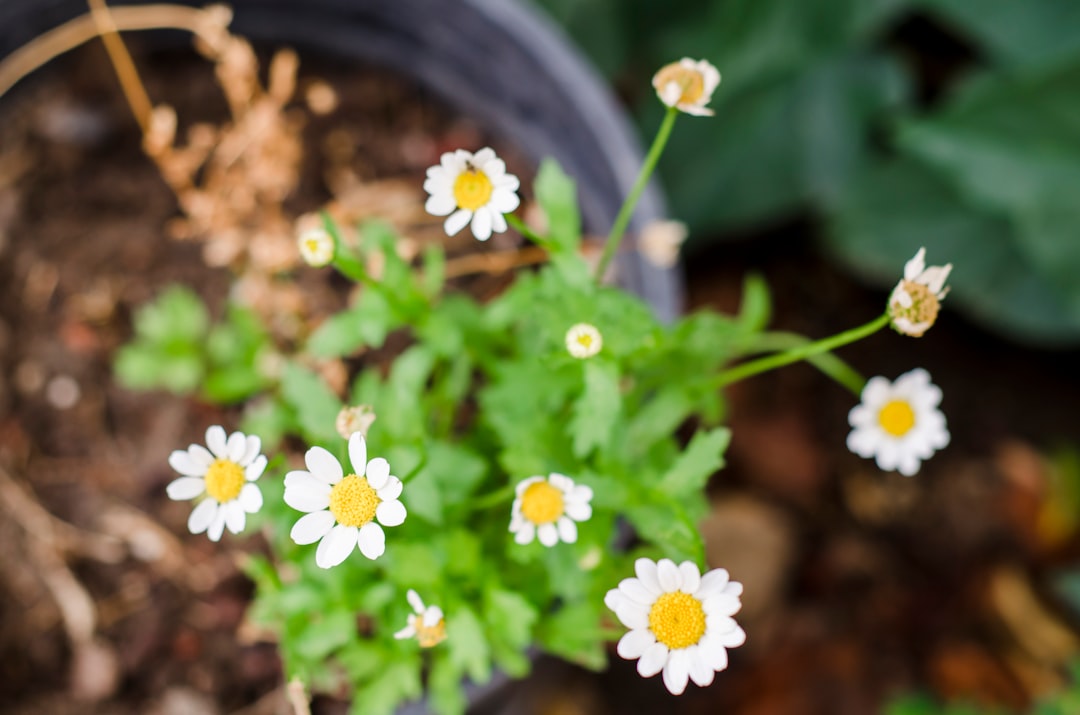 white and yellow daisy flowers