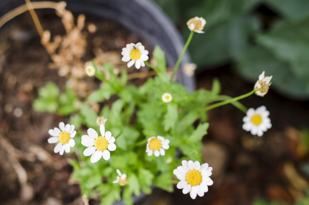 weiße und gelbe Gänseblümchenblüten