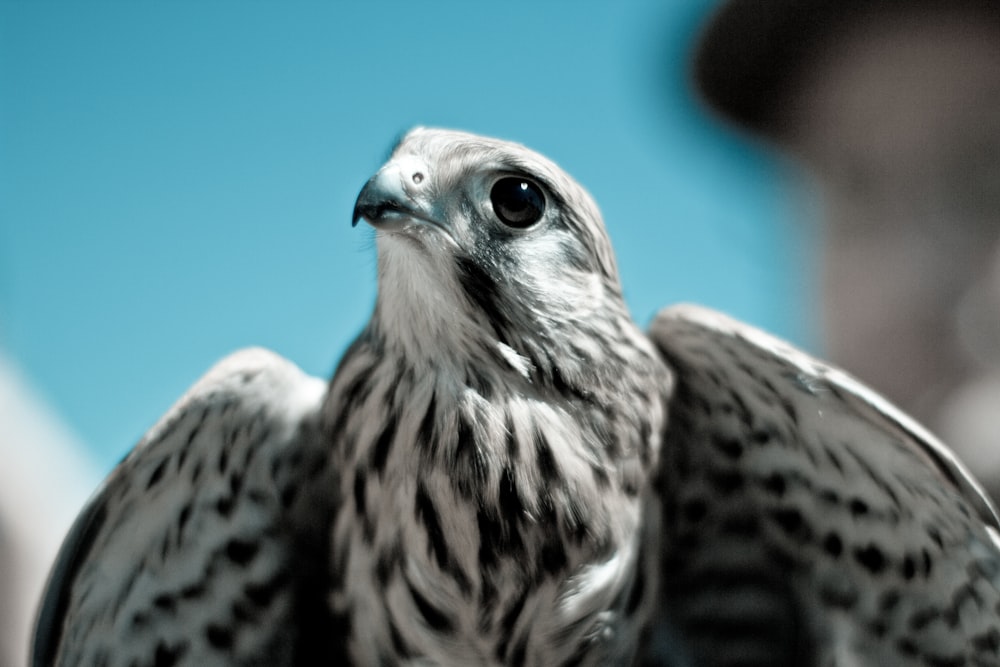 white and black eagle