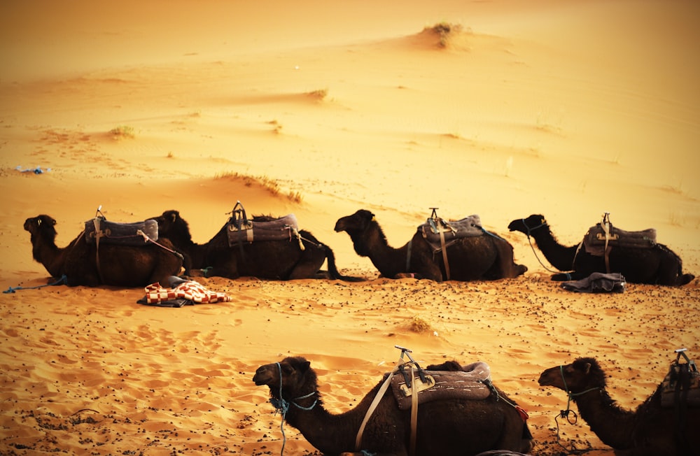 black camels on desert during daytime