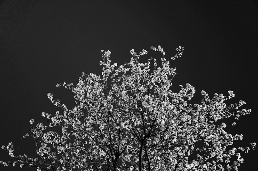 Plante en niveaux de gris