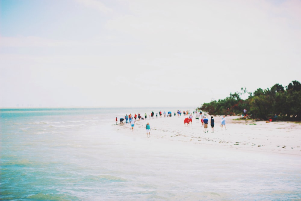 people at the beach during daytime