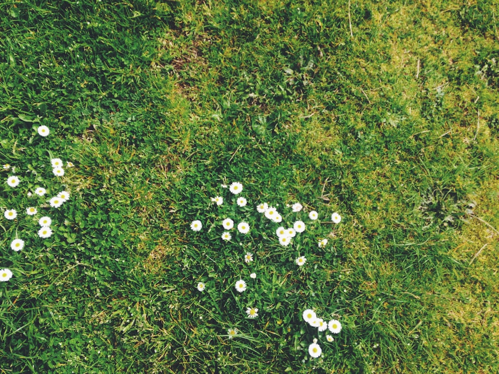 푸른 잔디 fiels에 흰 꽃