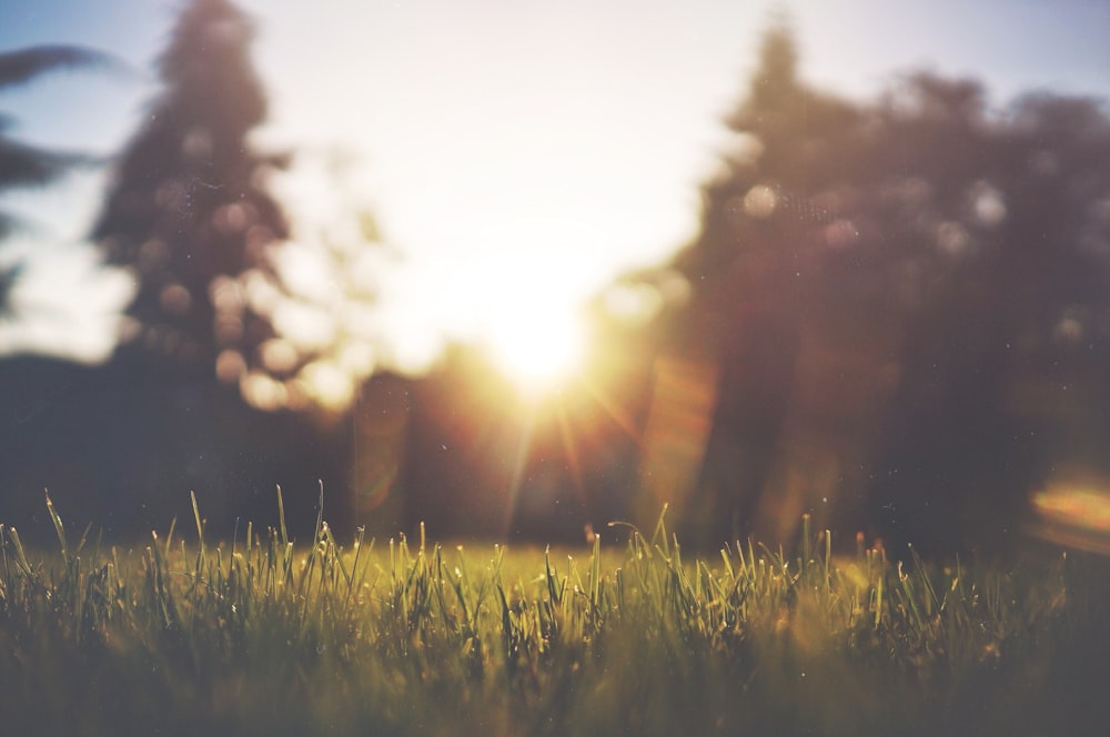 Paysage d’herbe et d’arbres