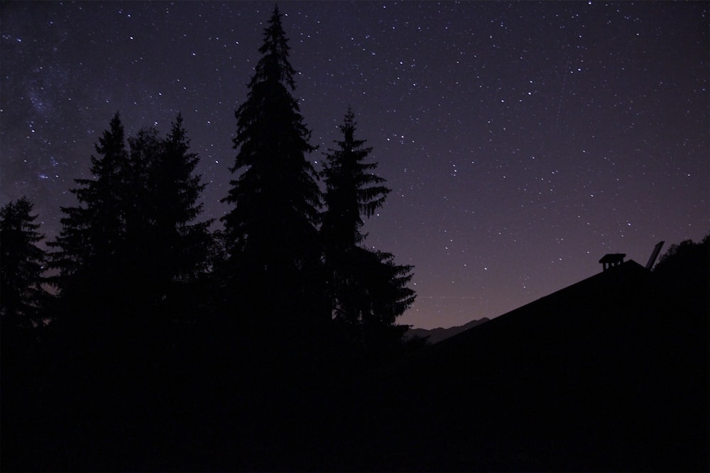 silhouette di alberi durante la notte