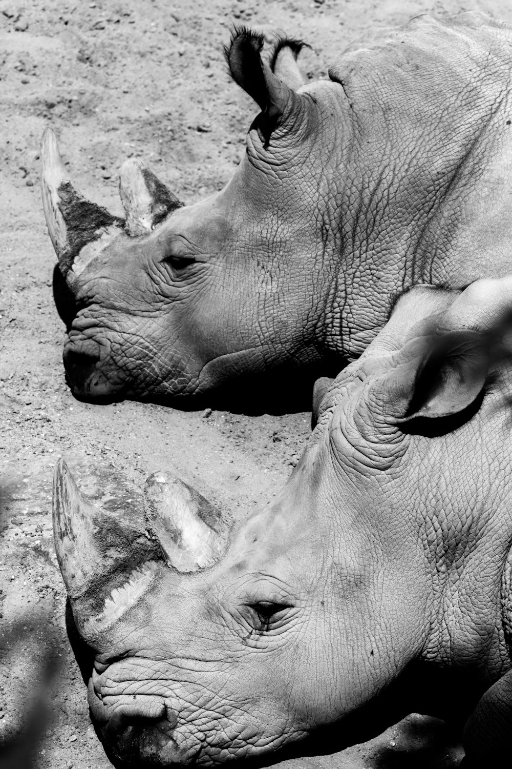 grayscale photography of two rhinoceros