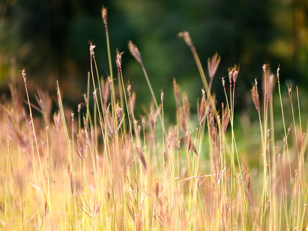 brown grass in closeup photography